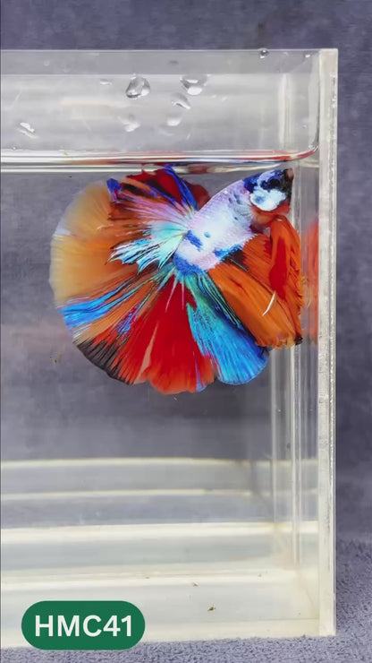 Multicolor Halfmoon Male Betta Fish | Order Directly From Farm | You Pick Fish