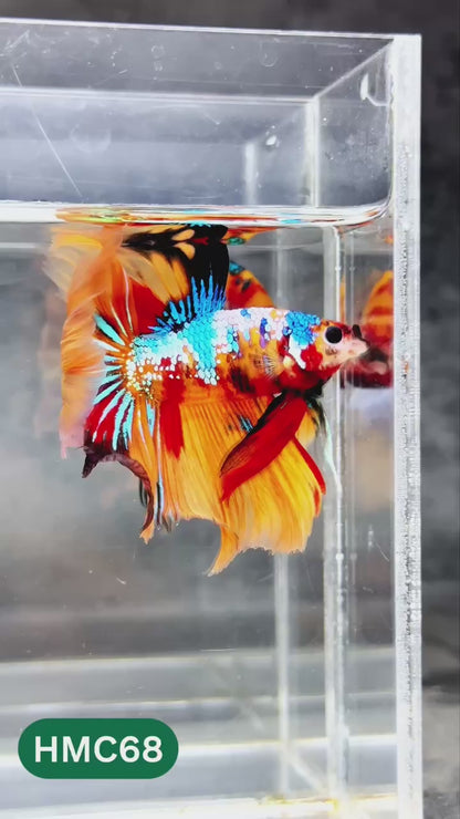 Nemo Halfmoon Male Betta Fish | Order Directly From Farm | You Pick Fish