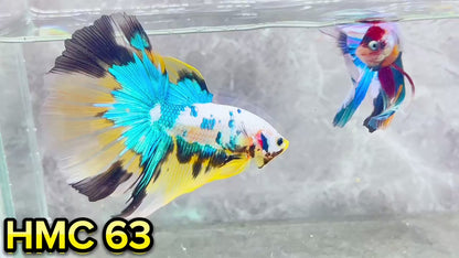 Multicolor Halfmoon Male Betta Fish | High Grade | Order Directly From Farm|  You Pick Fish |