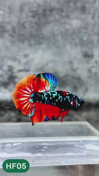 Dark Flame Hellfire Plakat Male Betta Fish | You Pick Fish | Rare Betta