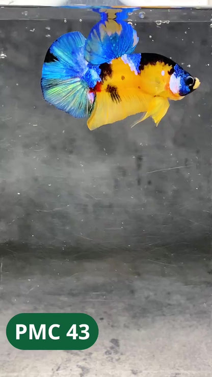 Multicolor Plakat Male Betta Fish |Show Grade|  You Pick Fish