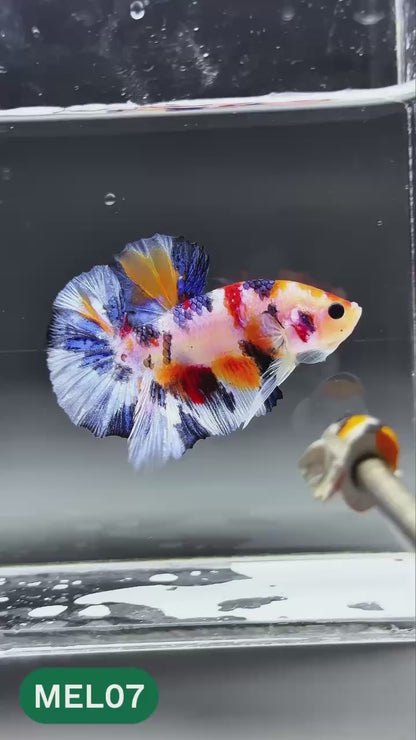 Multicolor Metallic Plakat Male Betta Fish | You Pick Fish | Exclusive Grade