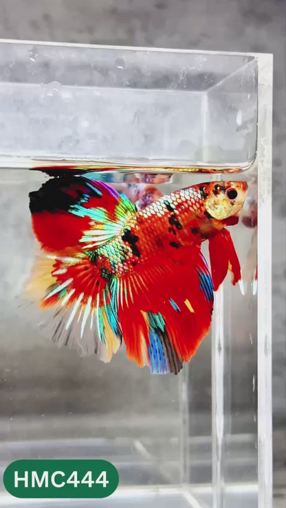 Multicolor Halfmoon Male Betta Fish | Order Directly From Farm | You Pick Fish