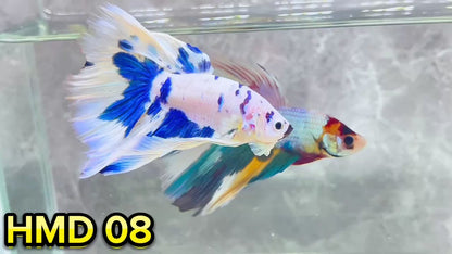 Blue Marble Dot Halfmoon Male Betta Fish | Order Directly From Farm | You Pick Fish