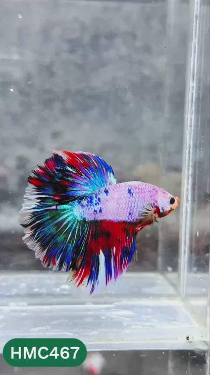 Multicolor Halfmoon Male Betta Fish | High Grade | Order Directly From Farm |  You Pick Fish |