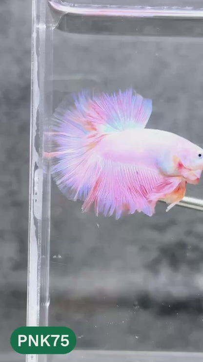 Pink Halfmoon Male Betta Fish | You Pick Fish | Order Directly From Farm