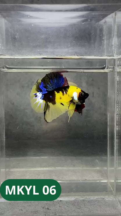 Koi Yellow Plakat Male Betta Fish | Show Grade | You Pick Fish