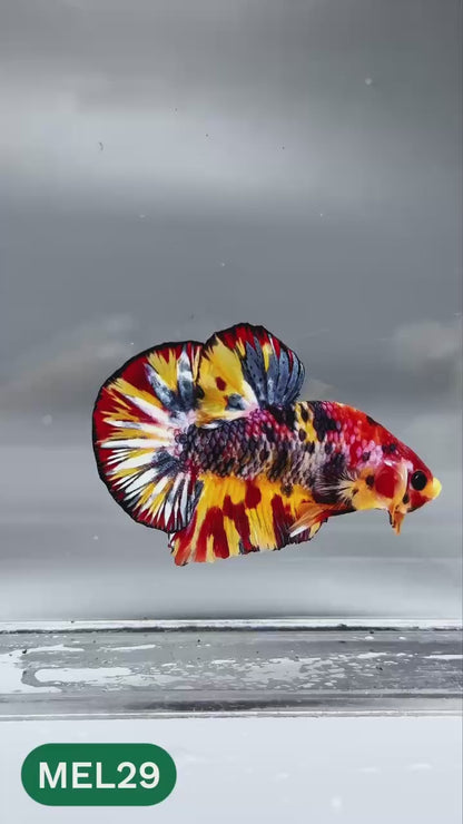 Multicolor Metallic Plakat Male Betta Fish | You Pick Fish | Exclusive Grade