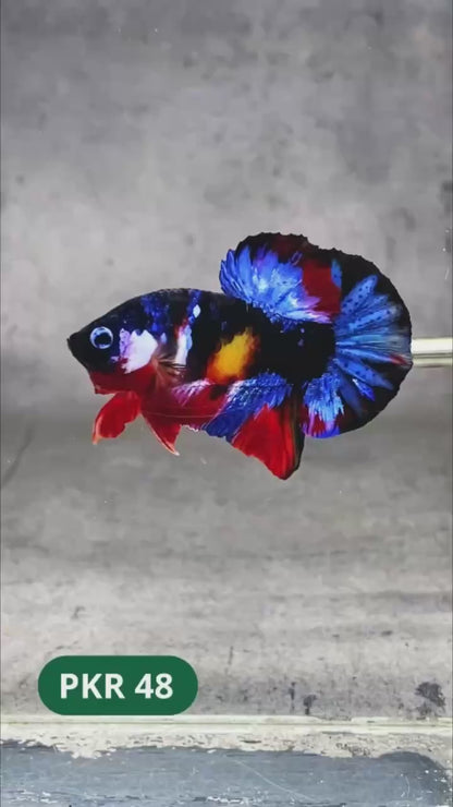 Multicolor Yellow Base Plakat Male Betta Fish | Order Directly From Farm |  You Pick Fish