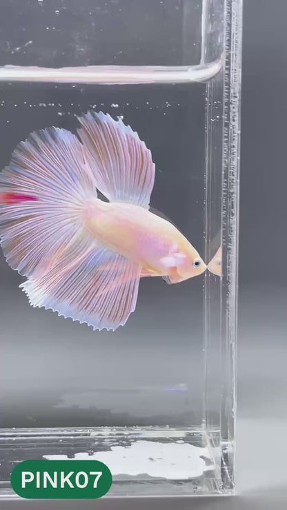 Pink Halfmoon Male Betta Fish | You Pick Fish | Order Directly From Farm