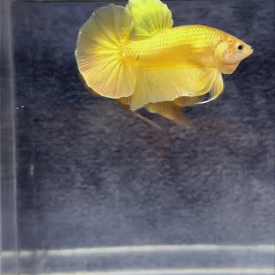 Super Gold Plakat Male Betta Fish