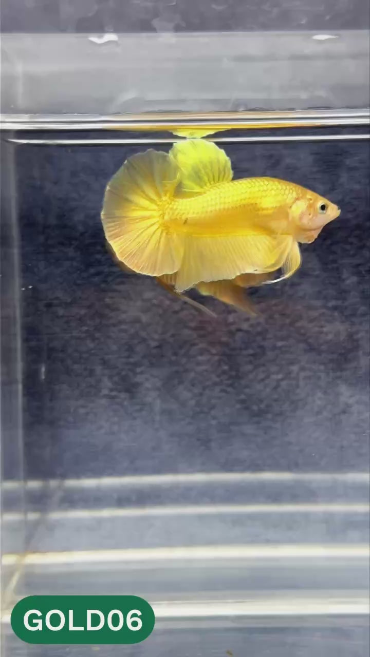 Super Gold Plakat Male Betta Fish