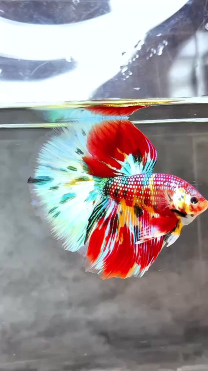 Multicolor Halfmoon Male Betta Fish | High Grade | Order Directly From Farm |  You Pick Fish |