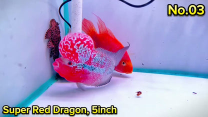 Super Red Dragon Flowerhorn Cichlid | High Grade | You Pick Fish