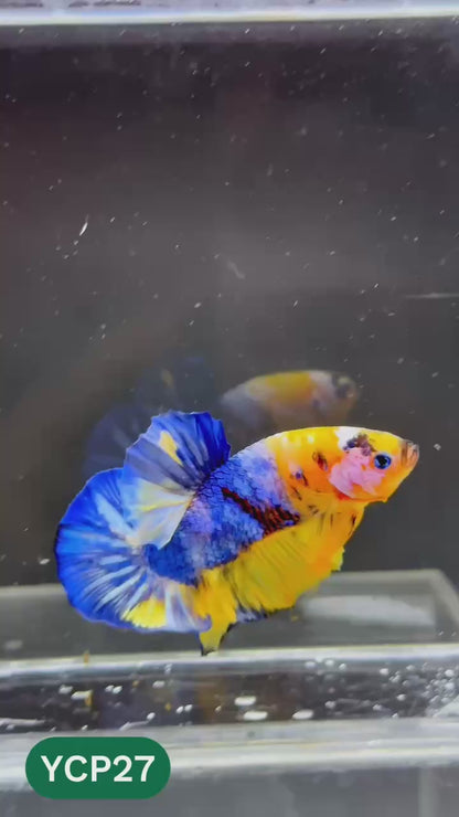 Koi Yellow Plakat Male Betta Fish | Show Grade | You Pick Fish