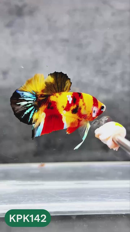 Multicolor Yellow Base Plakat Male Betta Fish | Order Directly From Farm |  You Pick Fish