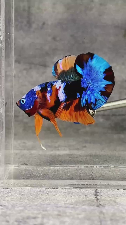 Multicolor Plakat Male Betta Fish |Show Grade|  You Pick Fish