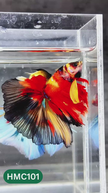 Nemo Halfmoon Male Betta Fish | Order Directly From Farm | You Pick Fish