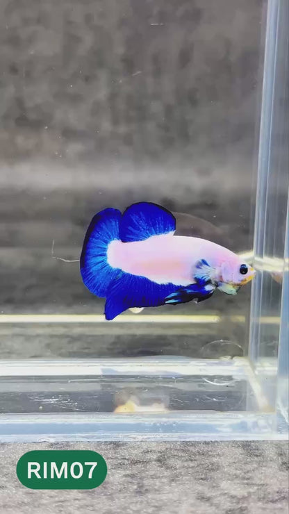 Marble Rim Plakat Male Betta Fish | You Pick Betta