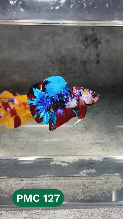 Multicolor Plakat Male Betta Fish |Show Grade|  You Pick Fish