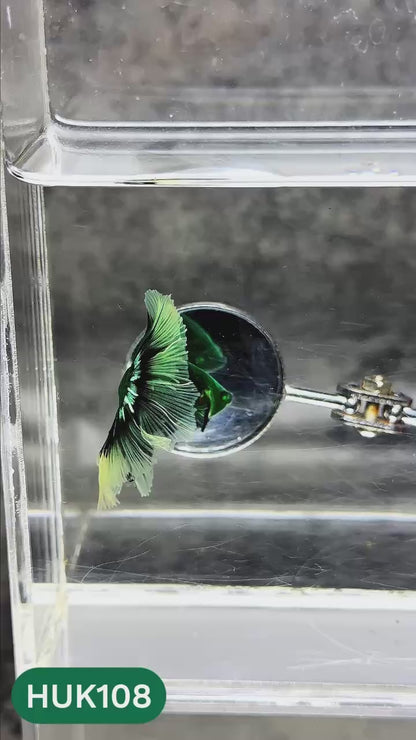 Black Hulk Halfmoon Male Betta Fish | You Pick Fish