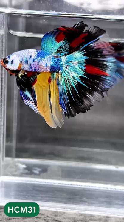 Multicolor Halfmoon Male Betta Fish | High Grade | Order Directly From Farm |  You Pick Fish |
