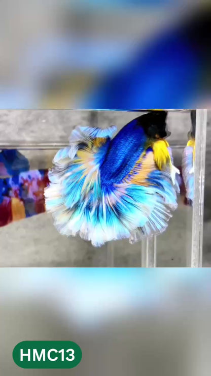 Multicolor Halfmoon Male Betta Fish | High Grade | Order Directly From Farm |  You Pick Fish |