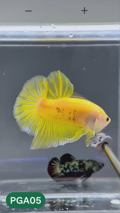 King Giant Plakat Male Betta Fish | You Pick Fish | High Grade