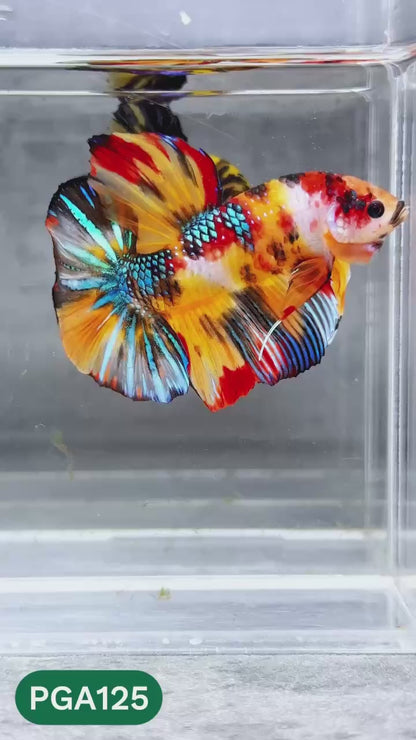 King Giant Plakat Male Betta Fish | You Pick Fish | High Grade
