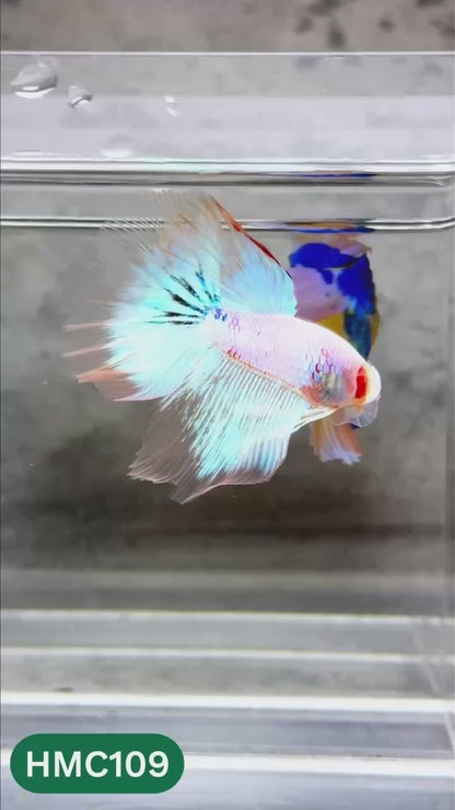 Multicolor Halfmoon Male Betta Fish | High Grade | Order Directly From Farm |  You Pick Fish |