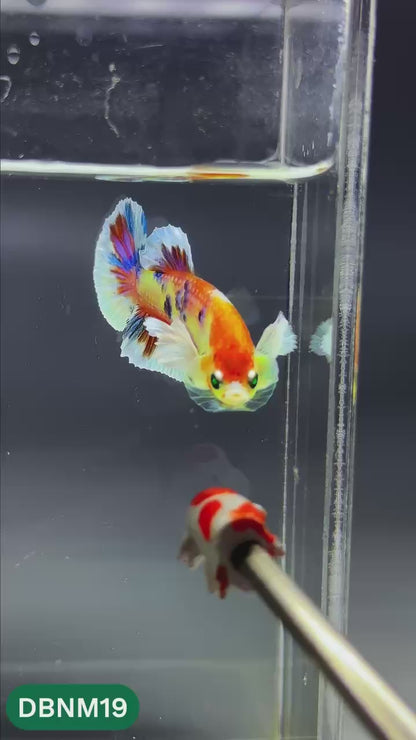 Dumbo Neno Neon Plakat Male Betta Fish | Neon Betta | You Pick Fish