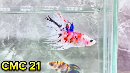 Crowntail Multicolor Male Betta Fish | High Grade | You Pick Fish |