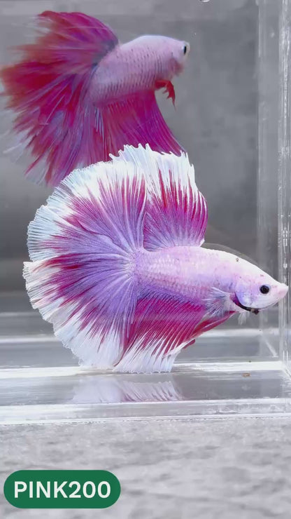 Pink Halfmoon Male Betta Fish | You Pick Fish | Order Directly From Farm