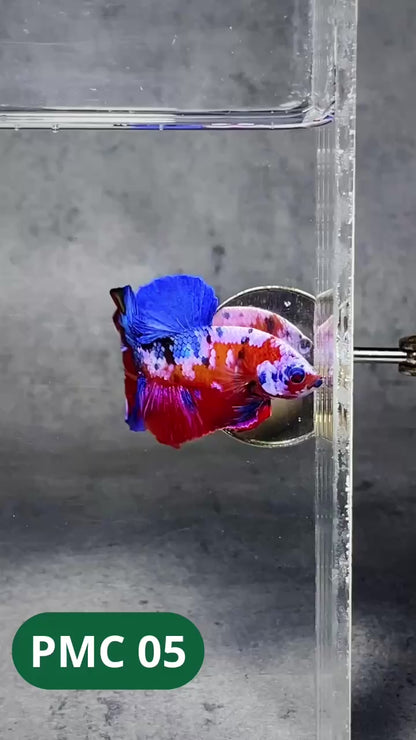 Multicolor Plakat Male Betta Fish |Show Grade|  You Pick Fish