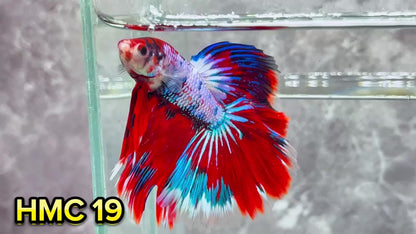 Multicolor Halfmoon Male Betta Fish | High Grade | Order Directly From Farm|  You Pick Fish |