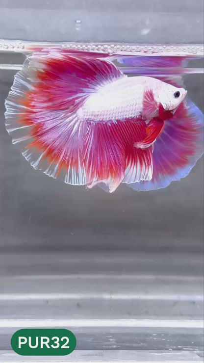 Purple Halfmoon Male Betta Fish | You Pick Fish | Order Directly From Farm