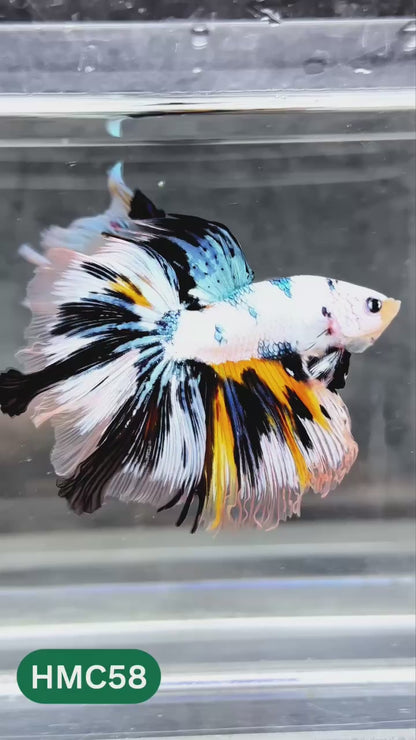 Nemo Halfmoon Male Betta Fish | Order Directly From Farm | You Pick Fish