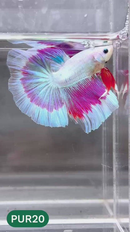 Purple Halfmoon Male Betta Fish | You Pick Fish | Order Directly From Farm