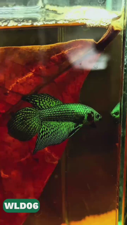Wild Alien Male Betta Fish | You Pick Fish