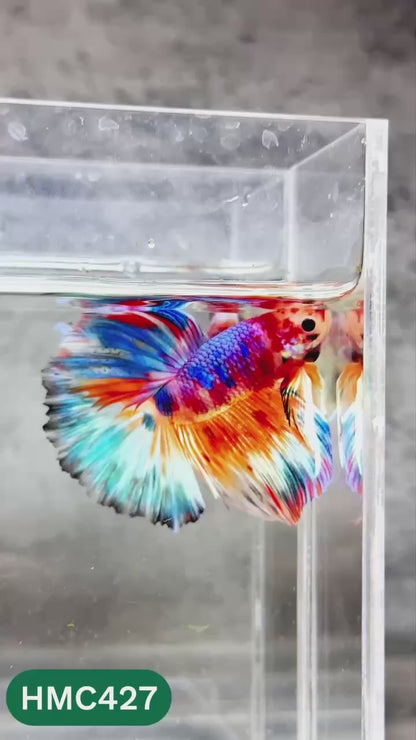 Multicolor Halfmoon Male Betta Fish | Order Directly From Farm | You Pick Fish