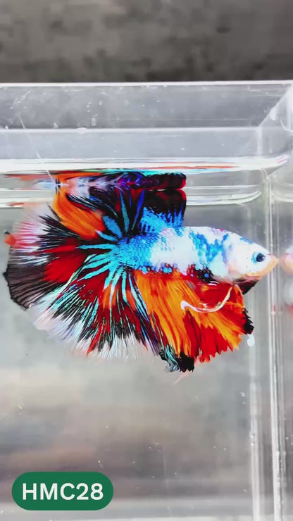 Multicolor Halfmoon Male Betta Fish | High Grade | Order Directly From Farm |  You Pick Fish |