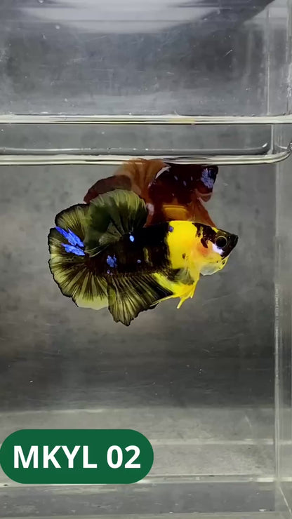 Koi Yellow Plakat Male Betta Fish | Show Grade | You Pick Fish