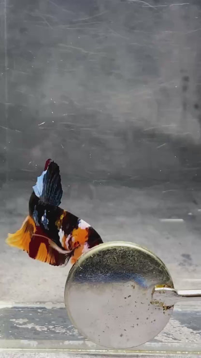 Multicolor Plakat Male Betta Fish |Show Grade|  You Pick Fish