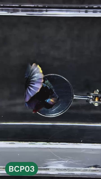 Black Panther Plakat Male Betta Fish | You Pick Fish | Rare Betta