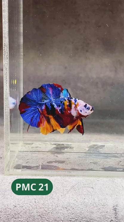 Multicolor Plakat Male Betta Fish |Show Grade|  You Pick Fish