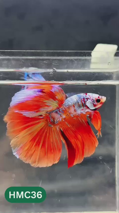 Multicolor Halfmoon Male Betta Fish | Order Directly From Farm | You Pick Fish