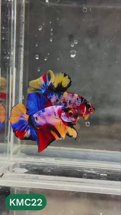 Multicolor Yellow Base Plakat Male Betta Fish | Order Directly From Farm |  You Pick Fish