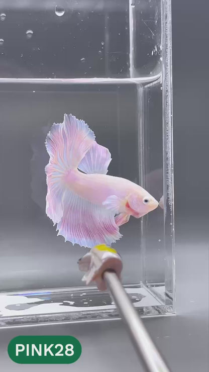 Pink Halfmoon Male Betta Fish | You Pick Fish | Order Directly From Farm