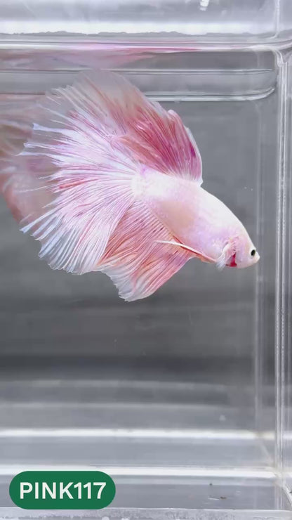 Pink Halfmoon Male Betta Fish | You Pick Fish | Order Directly From Farm