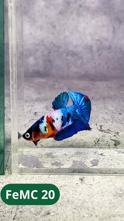 Multicolor Female Betta Fish | You Pick Fish | High Grade
